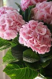 Duky On Twitter Hydrangea Seeds Pink Hydrangea Beautiful Pink Flowers