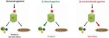 Molecules Free Full Text Biased Opioid Ligands Html