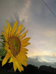 Bunga matahari sering dijadikan sebagai lambang kepatuhan. Romantisme Sunflower Steemit