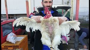 Tuzla Tavuk Pazari 1 Bolum Tuzla Kus Pazari Tuzla Hayvan Pazari Tuzla Guvercin Pazari Adres Aciklam