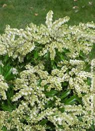 Image result for Pieris japonský debutante obrázek