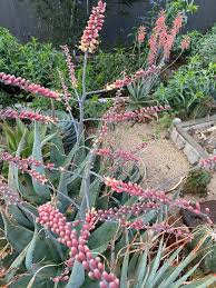 Image result for Aloe aculeata × globuligemma