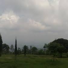 Kebun teh medini berhawa dingin karena berada di ketinggian sekitar 2.050 meter dari permukaan laut. Perkebunan Teh Medini Limbangan Kendal Limbangan Jawa Tengah