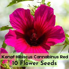 Image result for Hibiscus cannabinus