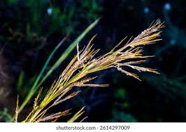 Image result for Hyparrhenia