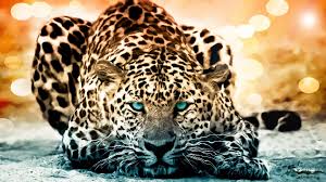 190 Jaguar Hd Wallpapers Backgrounds Wallpaper Abyss Jaguar Animal Wild Animal Wallpaper Jaguar Wallpaper