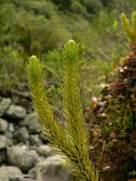 Image result for Huperzia gnidioides