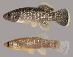 Black And White Striped Fish In The Gulf Of Mexico Gulf Killifish In 2020 Florida Fish Fish Gallery Fish