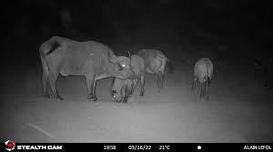 The Great Colors Of The Central Savanna Buffalo In Central African Republic  C.A.R