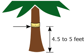 estimating tree age save enatais trees