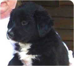 While any mix of a labrador and mini poodle may be called a mini labradoodle, not all dogs of this breed are hypoallergenic. Fayetteville Nc Labrador Retriever Meet Fluffy A Pet For Adoption