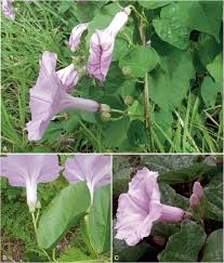 Image result for Ipomoea rubens