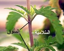 Image of العقد في الساق