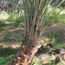 Alshajara Almubaraka | Agriculture services | Dubai UAE |الشجرة المباركة  لخدمات الزراعة