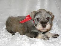 The goal here at maltipoopup is to breed. Teacup Maltipoo Puppies For Sale In Houston Texas Classified Americanlisted Com