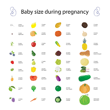 First Trimester Weeks 4 14 Neuroticmommy