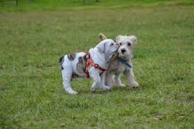 Pros and cons of having a dog. What Are The Pros And Cons Of Having Two Dogs