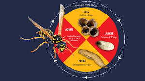 Some Paper Wasps Do Stick Around In Winter - Pestworld