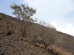 Image result for Adenocarpus mannii