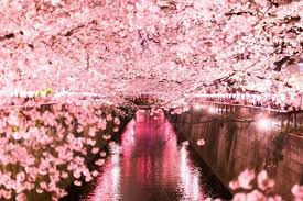 Check out this fantastic collection of japanese sakura wallpapers, with 66 japanese sakura background images for your desktop, phone or tablet. Gambar Bunga Sakura Yg Indah Cantiknya Bunga Sakura Di Jepang Pada Malam Hari Bagai Di Dalam Bak Musim Semi Di Neg Bunga Sakura Fotografi Alam Gambar Bunga