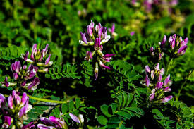 Conservation and protection of endemic plants. New Endemic Plant Species Discovered In Northern Turkey S Bartin Province Daily Sabah