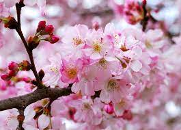 Sakura Cherry Blossoms Red Flowers Forest Of Flowers Ad Blossoms Cherry Sakura Red Flowers Ad Sakura Cherry Blossom Blossom Sakura