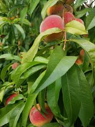 Image result for Pleioceras