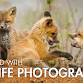 Get Started with Wildlife Photography