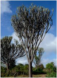 Image result for Pyrenacantha kirkii