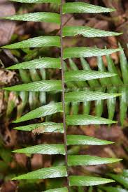 Image result for Asplenium uhligii