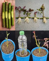 Image result for cuttings of roses