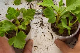 Image result for cuttings of geraniums