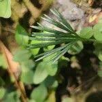 Image result for Actiniopteris semiflabellata