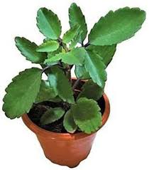 Image result for Bryophyllum