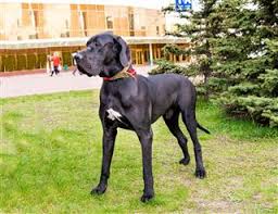 Check spelling or type a new query. Cute Facts To Know Before Getting A Kind Great Dane Pit Bull Mix Pet Ponder