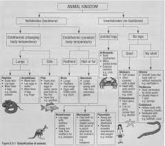 classification of animals vertebrates and invertebrates