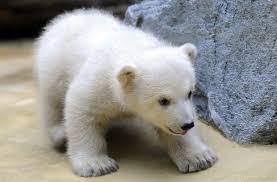 zoo wuppertal anori sorella di knut cuccioli di orso polare cucciolo di orso orso polare