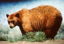 Five Animals At Risk Of Extinction Due To Climate Change Like The Grizzly Bear Animals Endangered Species Endangered