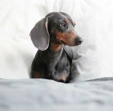 Black And Brown Sausage Dog Puppy Handsome Silver Tan Dachshund Dachshund Dachshund Breed Dachshund Puppy Miniature Funny Dachshund
