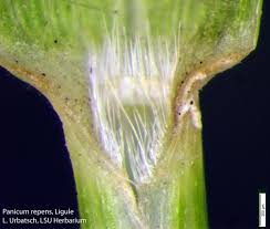 Image result for Panicum repentellum