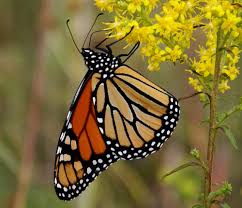 During the caterpillar stage, they subsist only the milkweed plant, which is how monarch butterflies, in their final stage, are more adventurous in their dining habits. Updated Usda Program Enables Farmers And Ranchers To Help Monarch Butterflies Usda
