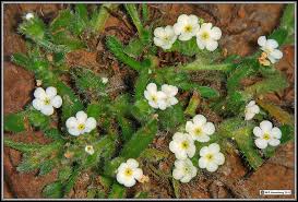 Image result for Indigofera cryptantha