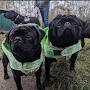 Roxie Hill Pugs from m.facebook.com