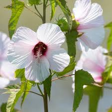 Image result for Hibiscus dongolensis