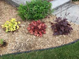 Jul 27, 2018 · heuchera spp. Yellow Heuchera Turning Brown