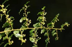 Image result for Embelia libeniana