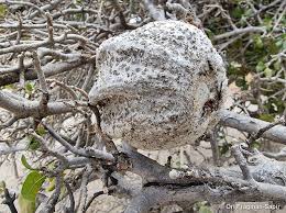 Image result for Gardenia ternifolia