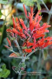 Image result for Dicliptera quintasii