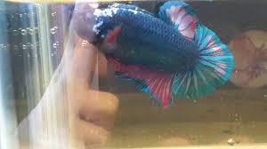 Banyak diburu oleh penghobi ikan cupang membuat harga nya tinggi. Cupang Bbl 04 Youtube