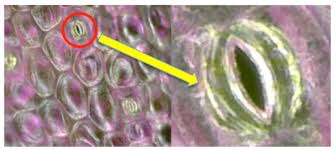 Reactive Oxygen Species Signaling And Stomatal Movement: Current Updates  And Future Perspectives - Sciencedirect